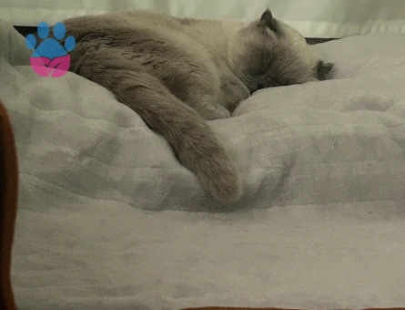 Scottish fold kızımıza eş arıyoruz kızgınlıkta