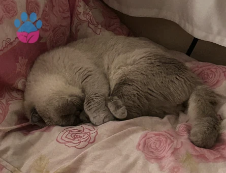 Scottish fold kızımıza eş arıyoruz kızgınlıkta