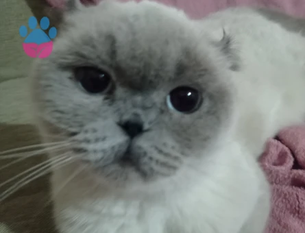 Scottish fold kızımıza eş arıyoruz kızgınlıkta