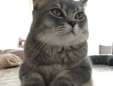 British Shorthair Kızgınlıkta Oğluma Eş Arıyorum - 118973152