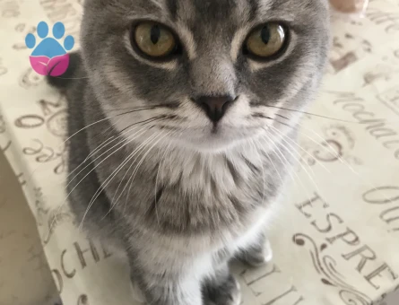 British Shorthair Kızgınlıkta Oğluma Eş Arıyorum