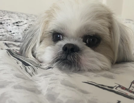 Shih tzu Köpeğime dişi eş arıyorum - 118973162