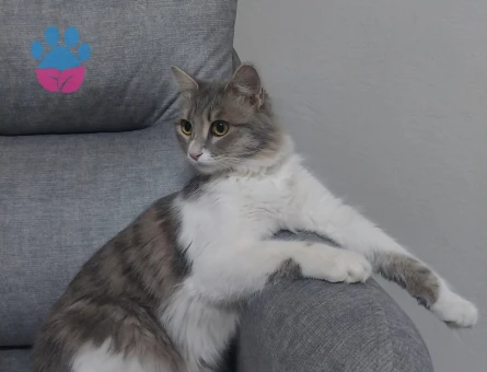 British kırması dişi kedimize eş Arıyoruz