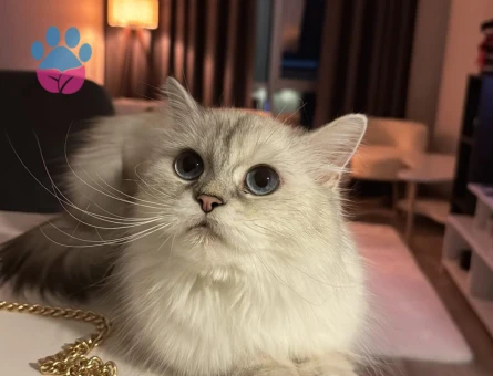 British blue point  2 Yaşında Eş Arıyor