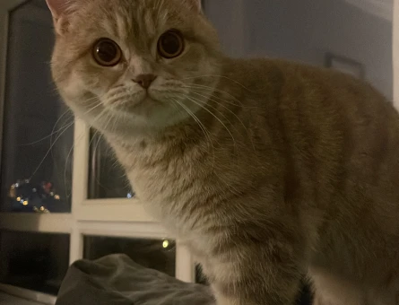 British shorthair kızımıza eş arıyoruz - 118973166