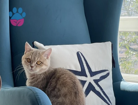 British shorthair kızımıza eş arıyoruz