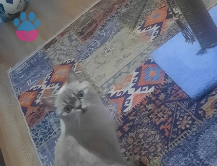 Kizima eş ariyoruz