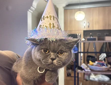 British shorthair minik prensesimize yakışıklı bir damat arıyoruz - 118973174