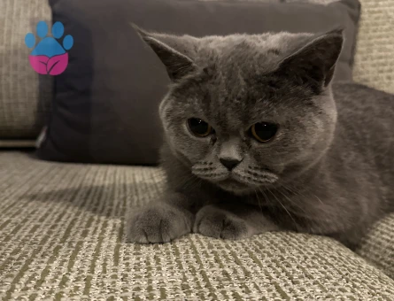 British shorthair minik prensesimize yakışıklı bir damat arıyoruz