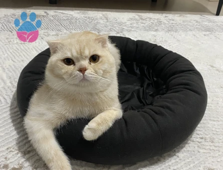 Yakışıklı oğlumuza güzel eş arıyoruz