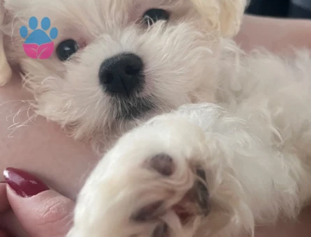 Maltese terrier oğluma eş arıyorum