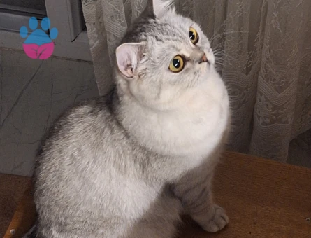 Kedimize eş arıyoruz