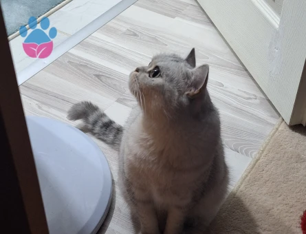 Kedimize eş arıyoruz