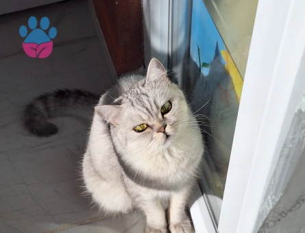 Kedimize eş arıyoruz