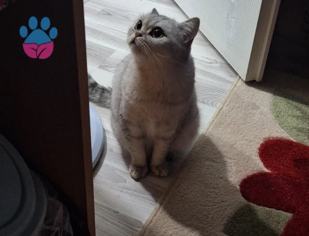 Kedimize eş arıyoruz