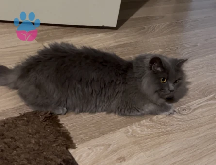 British longhair pitty kızımıza damat