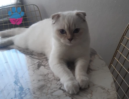 Scottish Fold Kedime Damat adayı Arıyorum