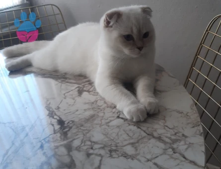 Scottish Fold Kedime Damat adayı Arıyorum