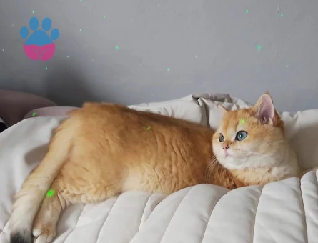 Golden British SCR'li NY12 Kızım Pera