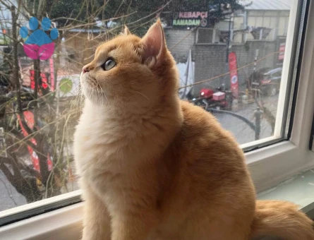 Golden British SCR'li NY12 Kızım Pera