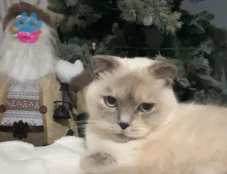 Scottish Fold Kedime eş arıyorum