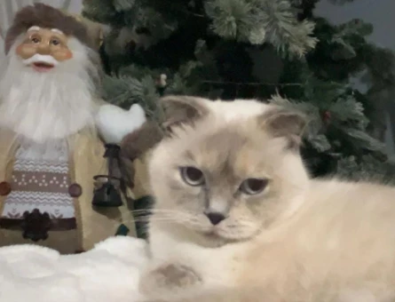 Scottish Fold Kedime eş arıyorum - 118981010
