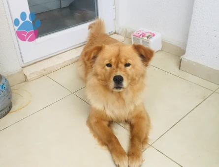 Acil kızanlığa girdi