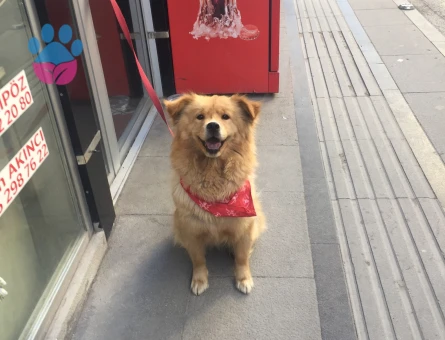 Acil kızanlığa girdi