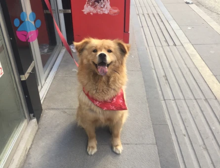 Acil kızanlığa girdi