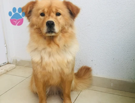 Acil kızanlığa girdi