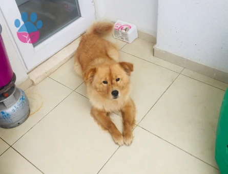 Acil kızanlığa girdi