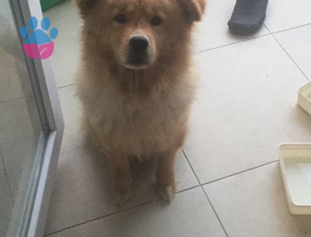 Acil kızanlığa girdi