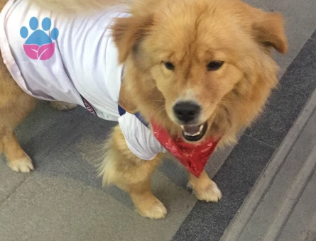 Acil kızanlığa girdi