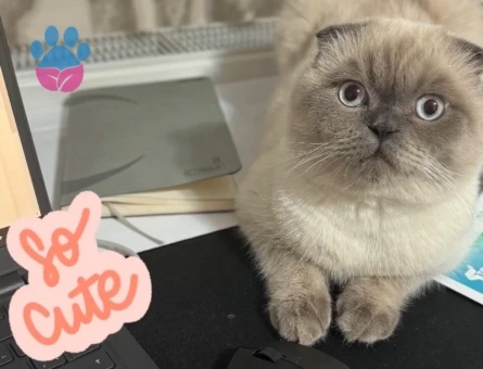 1.5 Yaşında Scotissh Fold Erkek Kedi Çiftleştime Mersin Yenişehir