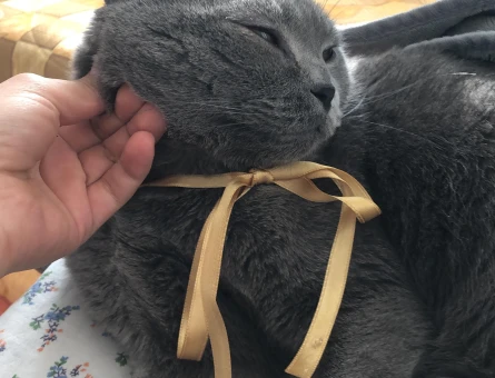 scottish shorthair ERKEK - 118973956