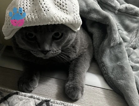 scottish shorthair ERKEK