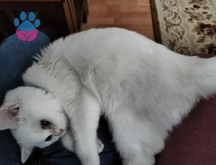 Kızgınlık döneminde kedmiz british