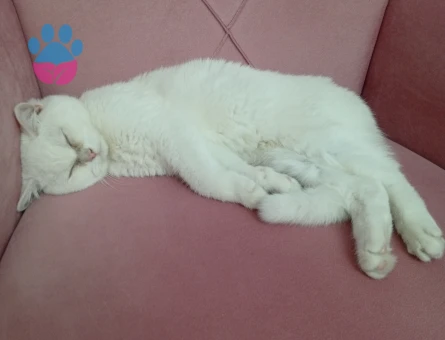 Kızgınlık döneminde kedmiz british