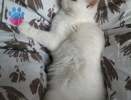 Kızgınlık döneminde kedmiz british