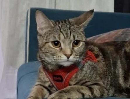 Tekir kedi dişi - 118973967