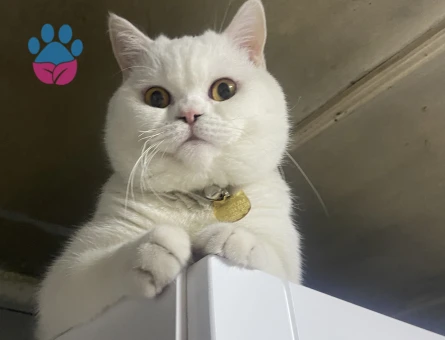 Oğlumuz için eş arıyorum