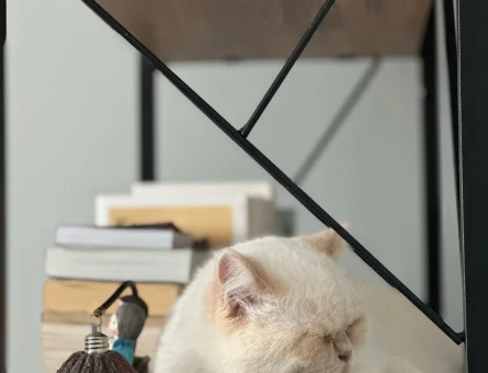 2 yaşında skotish-iran erkek kedi - 118973972