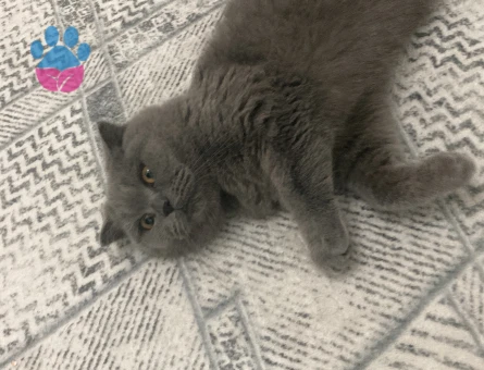 Güzel kızımıza damat arıyoruz