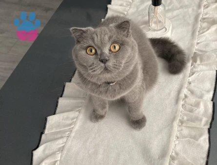 Güzel kızımıza damat arıyoruz