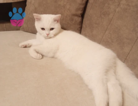 Pamuk kızıma eş arıyorum