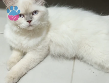 Himalayan Kedime Eş Arıyorum