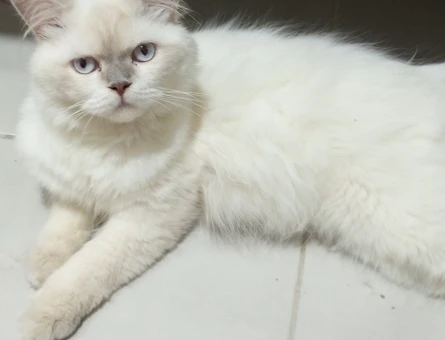 Himalayan Kedime Eş Arıyorum - 118981675