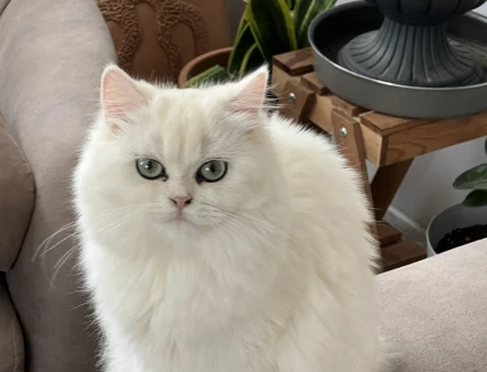 British Longhair kızıma sağlıklı eş arıyoruz - 118981677