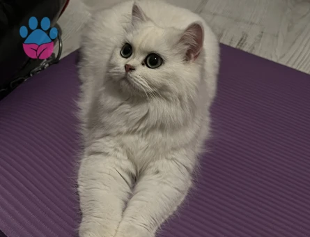 British Longhair kızıma sağlıklı eş arıyoruz