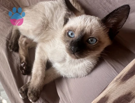 Siyam Dişi 1 Yaşında Eş Arıyorum